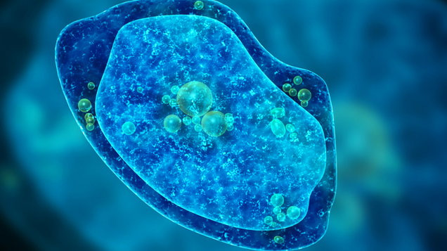 Illustration for article titled 7 Amoebas I Would Absolutely Invite Into My Brain